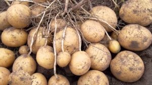 Картофель Сорт Королева Анна Отзывы