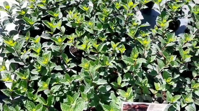 Питомник ГОРЧУХИНО - много ГОРТЕНЗИЙ , цены демократичные . 👍 смотреть онлайн