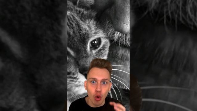 Кот съел человека??? смотреть онлайн