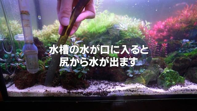 化粧砂を効率的に掃除出来る道具４つを比較 水草水槽で化粧砂の清掃方法 IAPLC アクアリウム смотреть онлайн