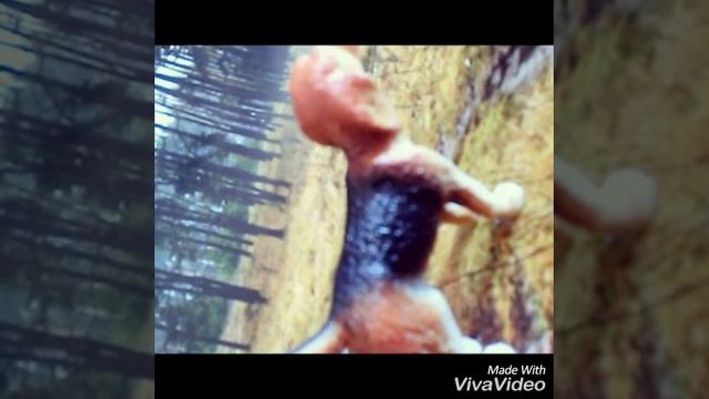 Топ 5 самые умные пароды собак