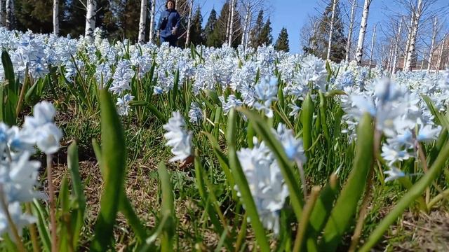 Весна в Зарядье смотреть онлайн