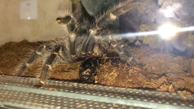 Lasiodora parahybana eating Gromphadorhina portentosa. Птицеед кушает мадагаскарского таракана. смотреть онлайн