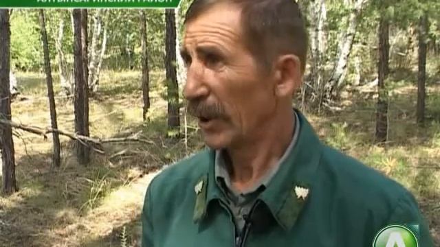 В Костанайской области на месяц позже стартовал грибной сезон смотреть онлайн