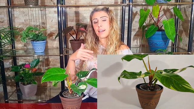 TIPS + CUIDADOS Philodendron white princess 🌺 COMO CUIDAR Philodendron ❤️ en maceta смотреть онлайн