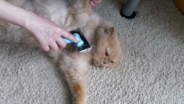 DON'T Get A PERSIAN CAT before watching THIS! смотреть онлайн