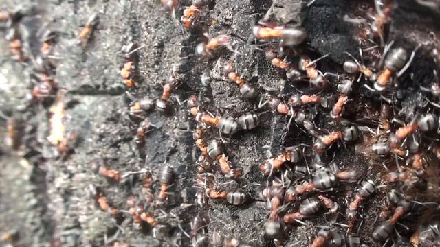 Formica polyctena смотреть онлайн