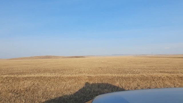 Дзерены - бурятмонгольские антилопы. смотреть онлайн