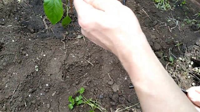 Автополив капельный в теплице из бочки смотреть онлайн
