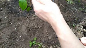 Автополив капельный в теплице из бочки