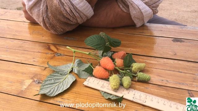 ? Малина сорт ОРАНЖЕВОЕ ЧУДО. ? смотреть онлайн