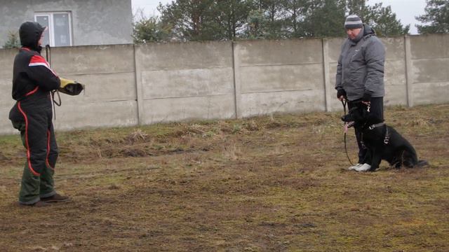 Черная немецкая овчарка Вольф 13 мес.Пинск. смотреть онлайн