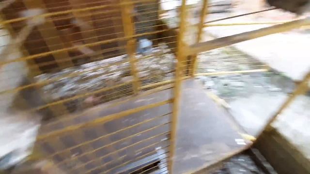 PARANG NASA TIANGGE LANG PINAKYAW MGA KALAPATI NATIN 15,000php!? смотреть онлайн
