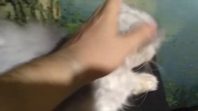 Перс классик шиншилла Зевс смотреть онлайн