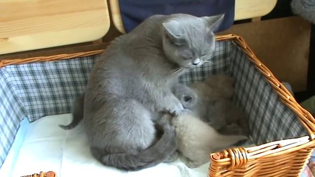Британские котята с мамой. Питомник Silvery Snow смотреть онлайн