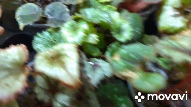 Как хорошо когда есть помощница !! Мои очень быстро растущие сеянцы.Дубль 1. смотреть онлайн