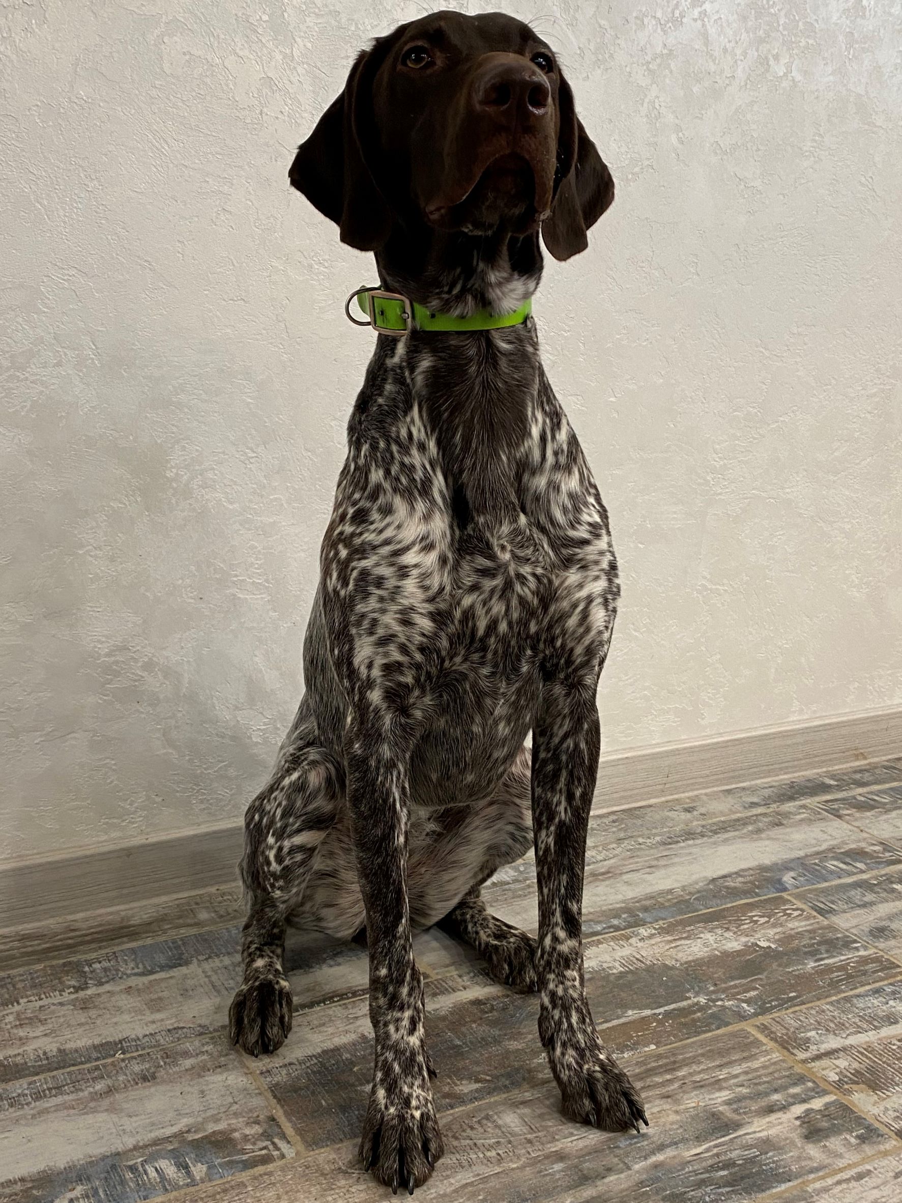 Первая выставка нашего курцхаара Глории. смотреть онлайн