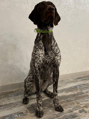 Первая выставка нашего курцхаара Глории.