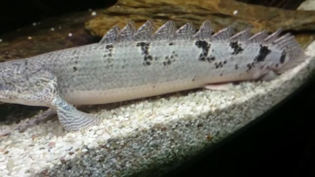 Polypterus Delhezi 28cm 11