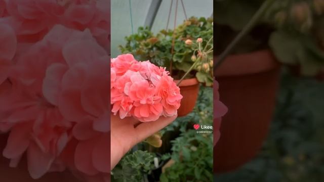 #пеларгонии #flower #сортовыепеларгонии #пеларгония ?Анна-Жанет?Cara-Rosa?Ирина za Роскошь ? смотреть онлайн