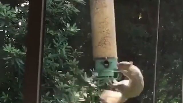 Белка решила поесть из кормушки для птиц смотреть онлайн