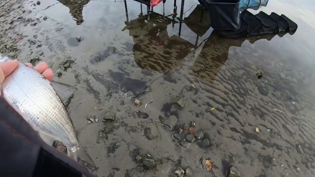 ВОТ ЭТО РЫБАЛКА Я ПОНИМАЮ. ХОРОШИЙ УЛОВ И ОТЛИЧНАЯ КОМПАНИЯ. ЛОВИМ РЫБЦА ФИДЕРОМ. ЛАЙФХАК ОТ ИВАНЫЧА смотреть онлайн