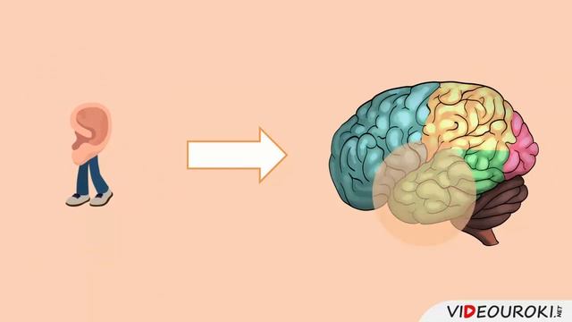 Видеоурок по биологии  Органы слуха и равновесия