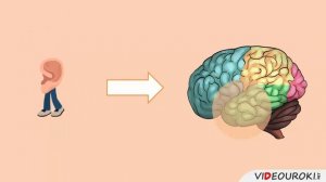 Видеоурок по биологии  Органы слуха и равновесия