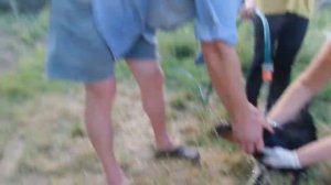 20190713 Моем купаем собаку шампунем от блох клещей bathe the dog with a shampoo for fleas, ticks