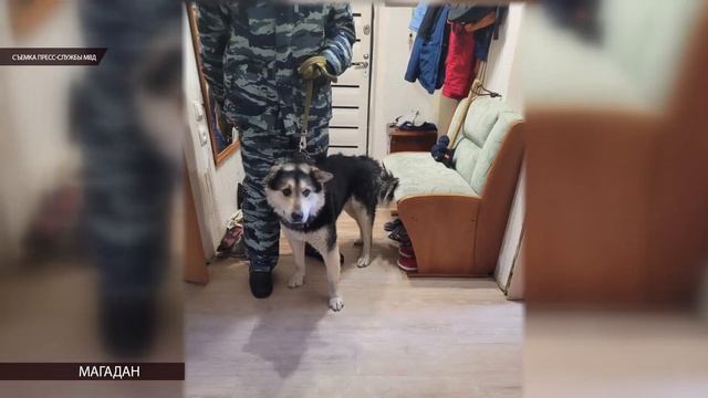 В Магадане поймали собаку, которая загрызла домашнего кота и покусала людей смотреть онлайн