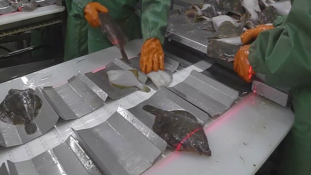 Универсальный завод для переработки рыбы. смотреть онлайн