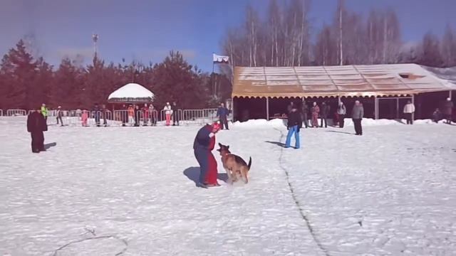 Большой ринг, Клуб, служебного, собаководства, Рыбинск Прикол 2016 смотреть онлайн