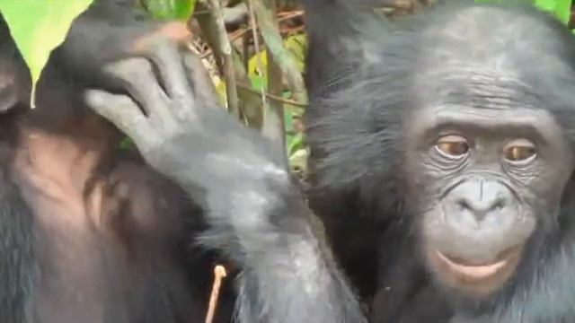 Вот она какая обезьянья любовь смотреть онлайн