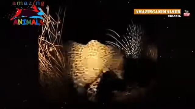 Уникальное видео Леопард загрыз дикообраза смотреть онлайн