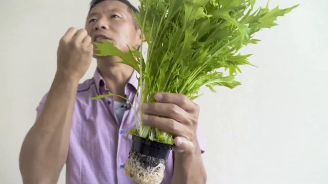 Японская капуста "Мизуна" (Мицуна) - невероятно сочное и красивое растение смотреть онлайн