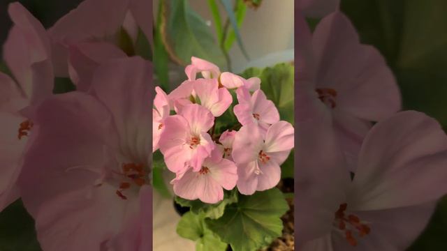 Сортовая пеларгония 🌺Тоскана Карен🪴 #пеларгонии #сортовыепеларгонии смотреть онлайн