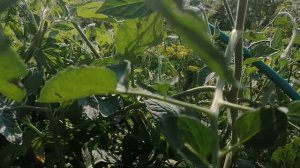 Фитофтора на томатах, обрабатываем и лечим почву