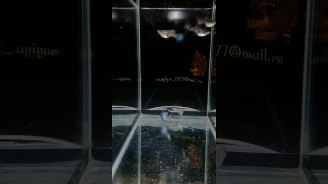 Синеголовая филигрань смотреть онлайн