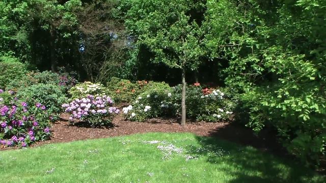 20080523 Rhododendron-Park Bremen - Teil 2/3 смотреть онлайн
