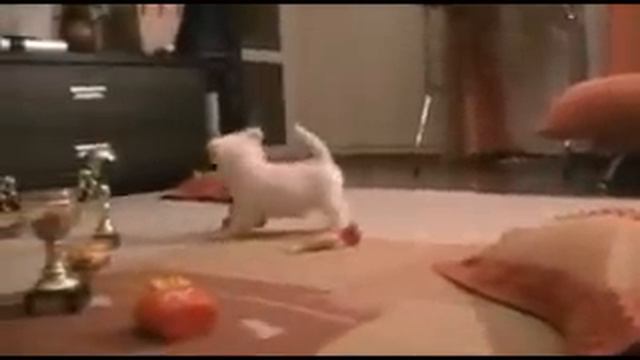 West Highland White Terrier puppies! смотреть онлайн