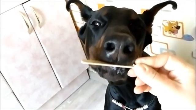 Доберман и мороженое