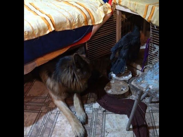 Хугин против вмешательства в личные отношения. смотреть онлайн