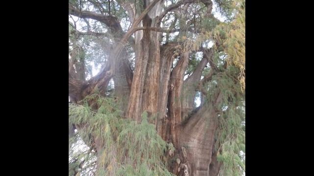 Путешествие по Мексике. Гигантский кактус. Оахака. смотреть онлайн