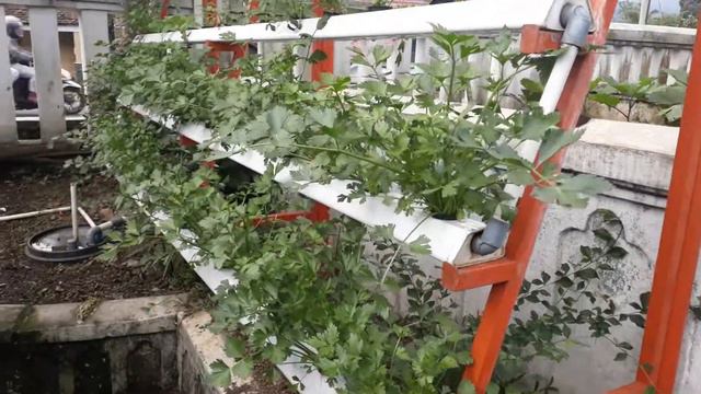 Urban Farming Dinas Pertanian Sumedang смотреть онлайн