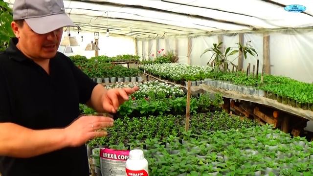 Правильное проведение листовых обработок растений. смотреть онлайн