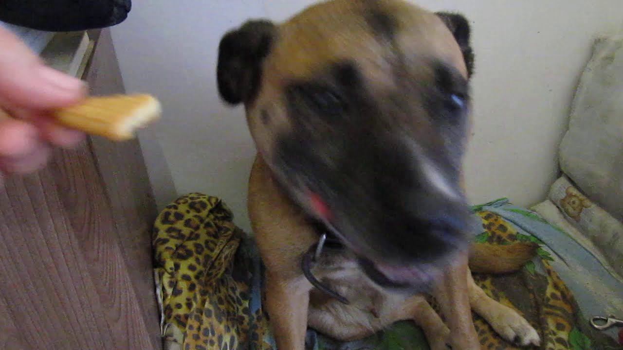 Уколы для СОБАКИ ПЕРЕВЯЗКА ЛАПКИ. смотреть онлайн