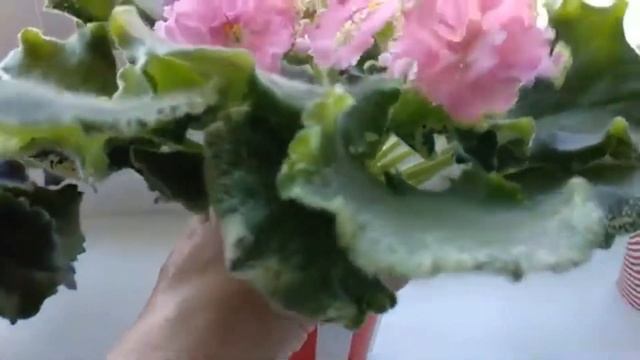 Фиалки./Несколько сортов из моей коллекции. смотреть онлайн