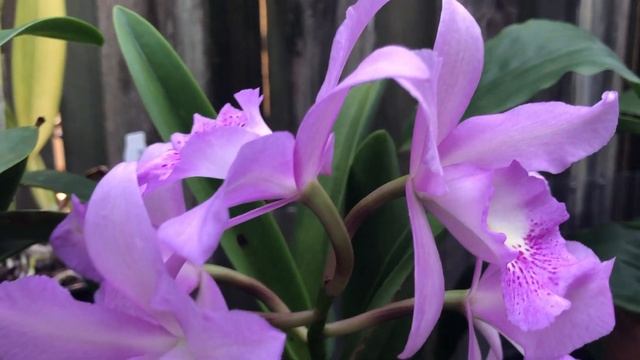 Цветение Орхидей (1) April 2022 смотреть онлайн