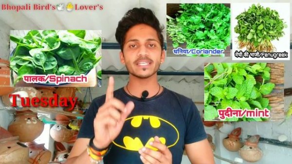 Budgies weekly soft food schedule//Bhopali Bird's Lover's