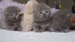 Четыре классных  пушистых  новорожденных котенка